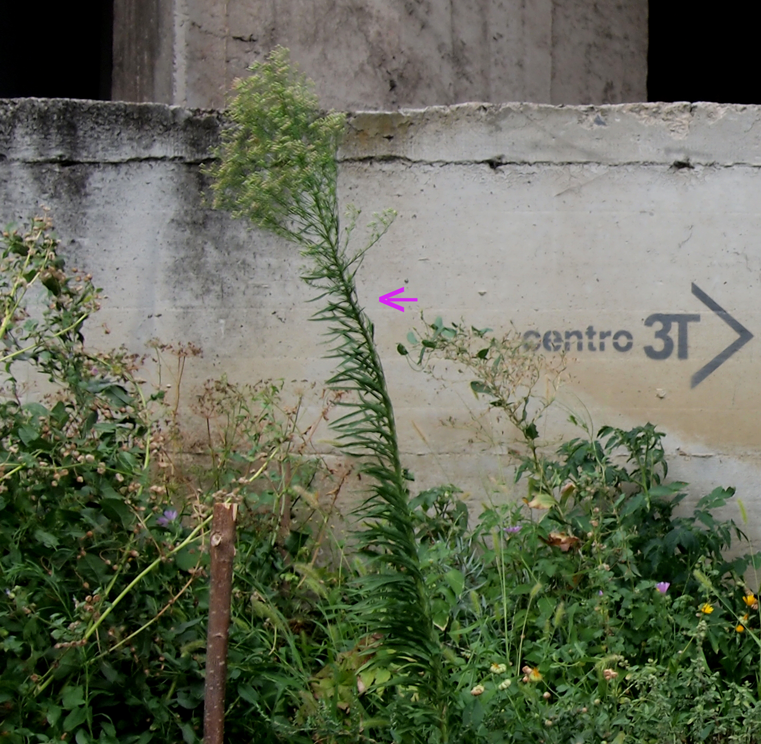 ERIGERON CANADENSIS - seppola